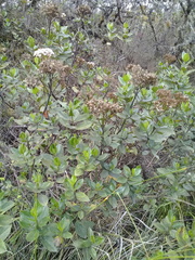 Ageratina pseudochilca