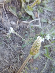 Plantago lanceolata
