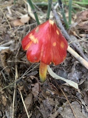 Hygrocybe cuspidata