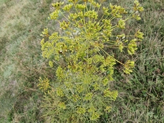 Foeniculum vulgare