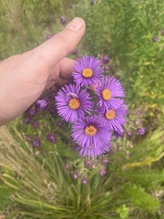 Symphyotrichum novae-angliae