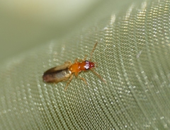 Paradromius linearis