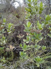 Ageratina pseudochilca