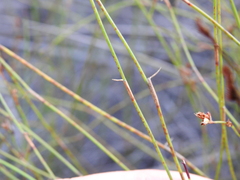 Sporadanthus interruptus