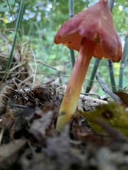 Hygrocybe cuspidata