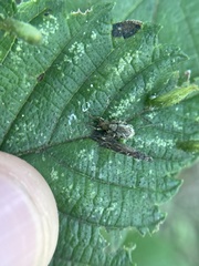 Pseudoedophrys hilleri