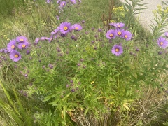 Symphyotrichum novae-angliae
