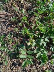 Potentilla supina