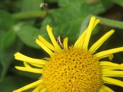 Tytthaspis sedecimpunctata