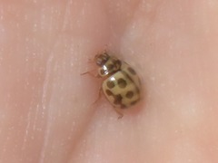 Tytthaspis sedecimpunctata