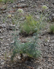 Seseli gummiferum