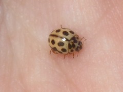 Tytthaspis sedecimpunctata