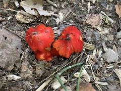Hygrocybe cuspidata