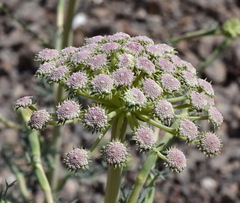 Seseli gummiferum
