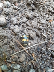 Nicrophorus tomentosus