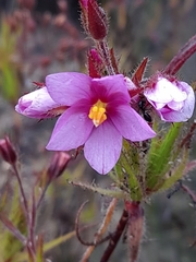 Roridula dentata