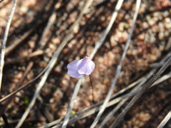 Utricularia lateriflora