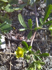 Potentilla supina