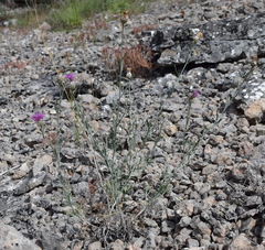 Centaurea sarandinakiae