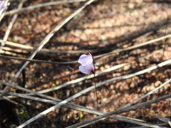 Utricularia lateriflora
