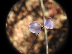 Utricularia lateriflora