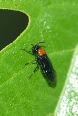 Argidae