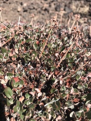 Eriogonum umbellatum