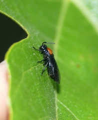 Argidae