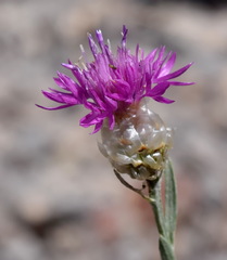 Centaurea sarandinakiae