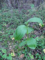 Veratrum lobelianum