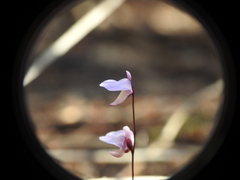 Utricularia lateriflora
