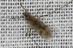 Molophilus