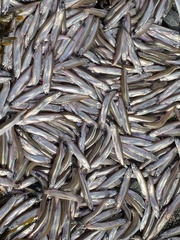 Mallotus catervarius