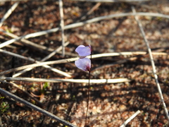 Utricularia lateriflora