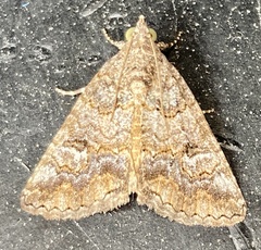 Eubolina impartialis