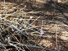 Utricularia lateriflora