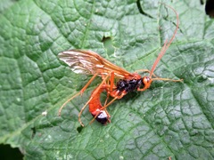 Opheltes glaucopterus
