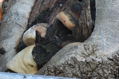 Phellinus igniarius
