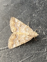 Eubolina impartialis