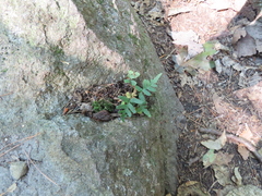 Polypodium virginianum