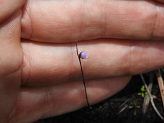 Utricularia lateriflora
