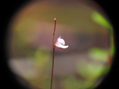 Utricularia lateriflora