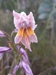 Gladiolus carinatus