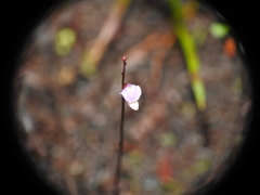 Utricularia lateriflora