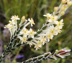 Struthiola ciliata