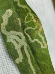 Phytomyza ranunculi