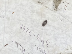 Armadillidium vulgare