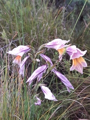 Gladiolus carinatus