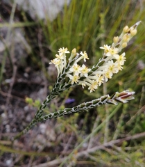 Struthiola ciliata