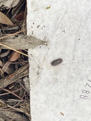 Armadillidium vulgare